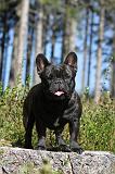 BOULEDOGUE FRANCAIS 248